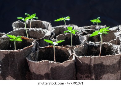 7,359 Marijuana seedlings Images, Stock Photos & Vectors | Shutterstock