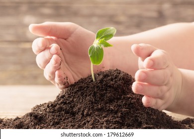 seedling in children's  hands on wooden background - Powered by Shutterstock