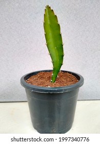 Seedling Of Dragon Fruit Plant In Black Pot Isolated On White Background.