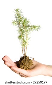 Seedling Of Fir In Human Hand