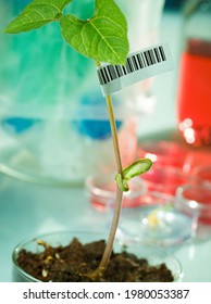 Seedling of genetically modified plants in the microbiology laboratory with barcode