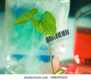 Seedling of genetically modified plants in the microbiology laboratory with barcode