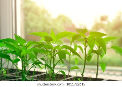 Seedling of green plants in pots on window sill - bell peppers or other vegetables seedling. Balcony gardening, self-sufficient home and organic homegrown food concept. Copyspace - Shutterstock ID 1811722615