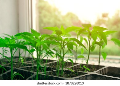 Seedling of green plants in pots on window sill - bell peppers or other vegetables seedling. Balcony gardening, self-sufficient home and organic homegrown food concept. Copy space, selective focus - Powered by Shutterstock