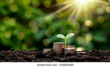 A Seedling Growing On A Pile Of Coins Has A Natural Backdrop, Blurry Green, Money-saving Ideas And Economic Growth.