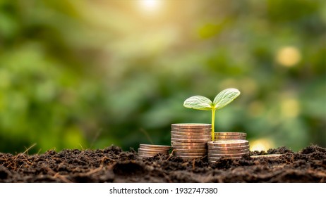 A seedling growing on a pile of coins has a natural backdrop, blurry green, money-saving ideas and economic growth.