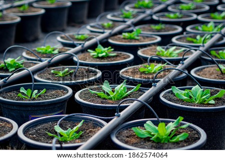 the seedling are growing from the rich soil In a hose type drip irrigation system, seedling, cultivation. agriculture, horticulture.