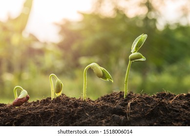 The Seedling Are Growing From The Rich Soil To The Morning Sunlight That Is Shining, Seedling, Cultivation. Agriculture, Horticulture. Plant Growth Evolution From Seed To Sapling, Ecology Concept.