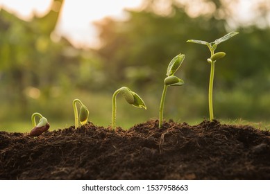 the seedling are growing from the rich soil to the morning sunlight that is shining, seedling, cultivation. agriculture, horticulture. plant growth evolution from seed to sapling, ecology concept. - Shutterstock ID 1537958663