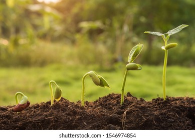 The Seedling Are Growing From The Rich Soil To The Morning Sunlight That Is Shining, Seedling, Cultivation. Agriculture, Horticulture. Plant Growth Evolution From Seed To Sapling, Ecology Concept.