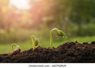 The Seedling Are Growing From The Rich Soil To The Morning Sunlight That Is Shining, Seedling, Cultivation. Agriculture, Horticulture. Plant Growth Evolution From Seed To Sapling, Ecology Concept.