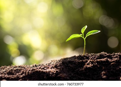 The seedling are growing from the rich soil to the morning sunlight that is shining, ecology concept. - Shutterstock ID 760733977