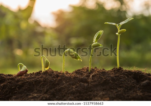 the seedling are growing from the rich soil to\
the morning sunlight that is shining, seedling, cultivation.\
agriculture, horticulture. plant growth evolution from seed to\
sapling, ecology concept.