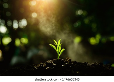 Seedling are growing in the soil and light of the sun, Planting trees to reduce global warming. 