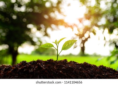 Seedling are growing in the soil and sunlight in the morning.Planting trees to reduce global warming.