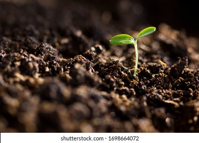 The seedling growing sprout (tree) from the rich soil to the morning sunlight, Planting trees to reduce global warming, business development symbolic, cultivation, agriculture, horticulture, ecology