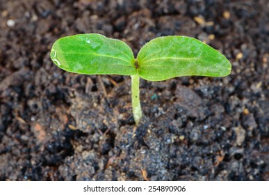 Seedling growth