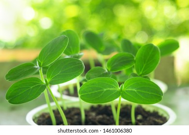 seedling leaves of cucumber closeup of agriculture - Shutterstock ID 1461006380