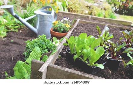 seedling of lettuce and beet in pot put on the soil in a square garden to be planted