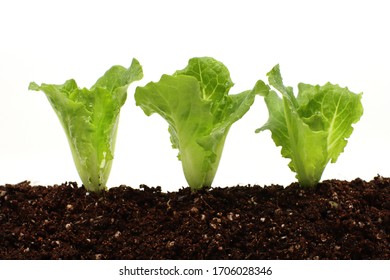 A Seedling Of Lettuce Isolated In A White Background