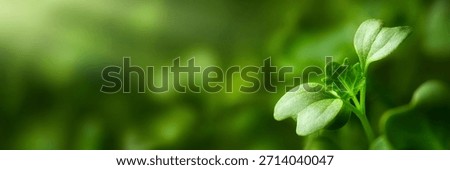 Seedling macro in panoramic format with blurred background as copy space. Broccoli microgreens closeup with a small plant growing towards the sunlight