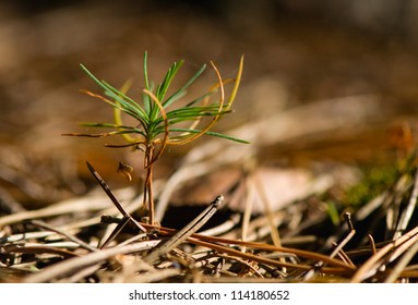 Seedling Pine