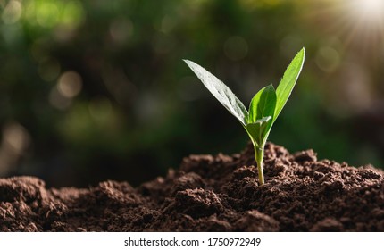 Seedling and plant growing in soil and copy space for insert text - Shutterstock ID 1750972949