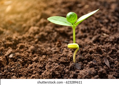 Seedling and plant growing in soil on nature background