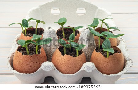 Seedling plants of cucumber in eggshells. Eco gardening. Reuse. Concept of environmentally friendly living. Plastic free, zero waste concept. Springtime. Easter.
