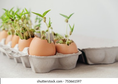 seedling plants in eggshells, eco gardening,  montessori, education, reuse ,Eco green sustainable living concept, plastic free, zero waste concept