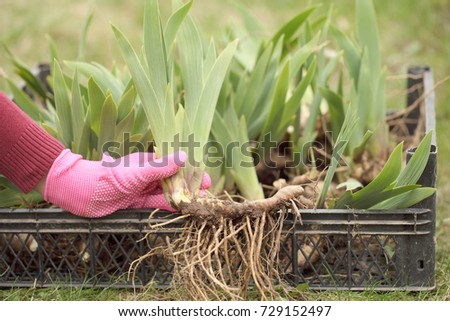 Seedling plants in the hands of the girl before planting. Iris with spring roots.