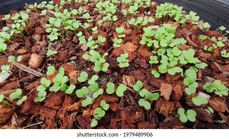 1,036 Vegetable residue Images, Stock Photos & Vectors | Shutterstock