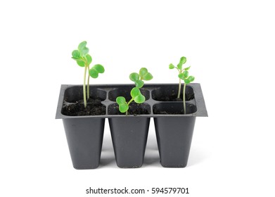 Seedling In Spring, Radish Sprout