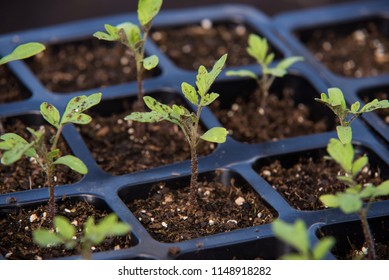 Seedling Of Tomato In Seedling Tray