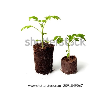 seedling. Tomatoes in the ground on a white background. The concept of using ecological components in the cultivation of plants by farmers, peat and torbag tablets