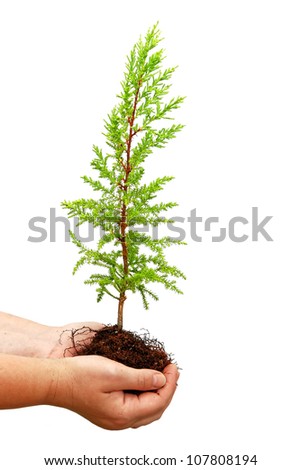 Seedling of tree in human hands isolated on the white background