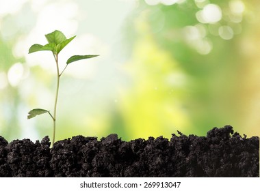 Seedling, Tree, Oak.