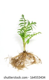 Seedling of valerian (Valeriana officinalis) isolated in front of white background