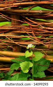 Seedling At A Willow Fence