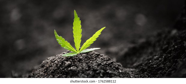 Seedlings Baby Cannabis Plant In Soil. Concept Farm Marijuana Plantation Medical Hemp.