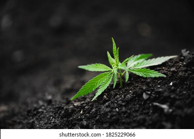 Seedlings Baby Cannabis Plant In Soil. Concept Farm Marijuana Plantation Medical Hemp.