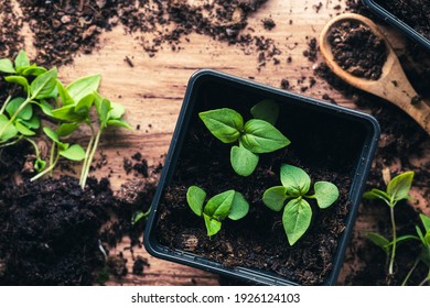 Seedlings of basil, Thai basil siam queen, in a pot, on a wooden table with soil, a wooden spoon and more seedlings. With dirty soil and a wooden spoon. Spring time gardening indoors preparations.
