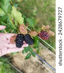 Seedlings Blackberry thornless Natchez C2