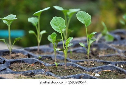 Seedlings of cabbage grown in plastic crates with organic soil.