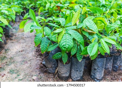 156 Cacao seedlings Images, Stock Photos & Vectors | Shutterstock