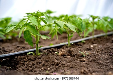 seedlings of cucumbers in a greenhouse on irrigation.