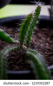 18 Red Dragon Fruit Seedlings Images, Stock Photos & Vectors | Shutterstock