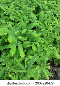 Seedlings Of Emblica Officinalis In Nursery. 