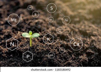 The seedlings are exuberant from abundant loamy soils and have a digital mineral icon needed for planting. - Shutterstock ID 1183180492