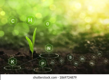 Seedlings Are Exuberant From Abundant Loamy Soils. Role Of Nutrients In Plant Life. Soil With Digital Mineral Nutrients Icon. 